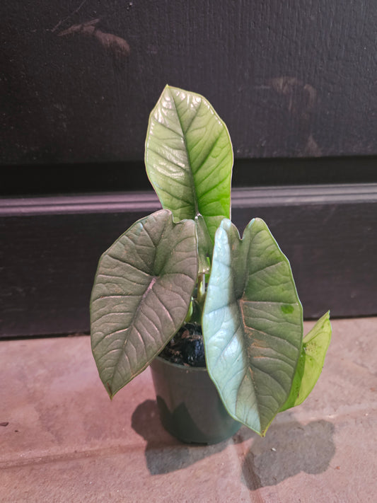Alocasia Platinum