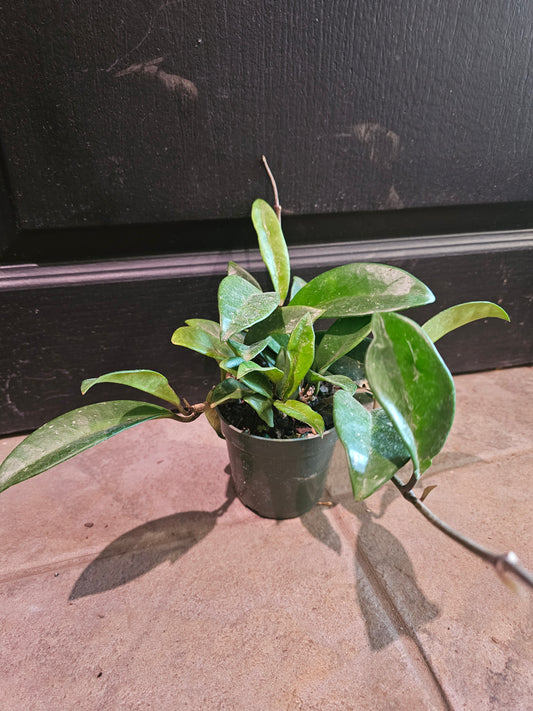 Hoya Green Ghost