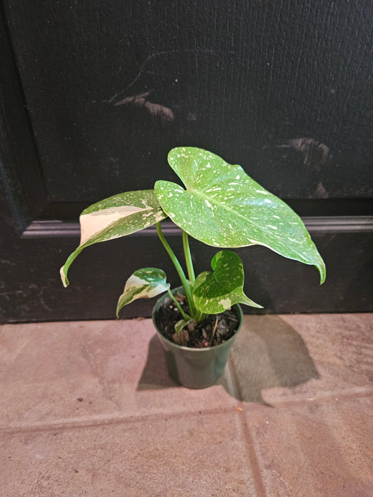 Monstera Thai Constellation