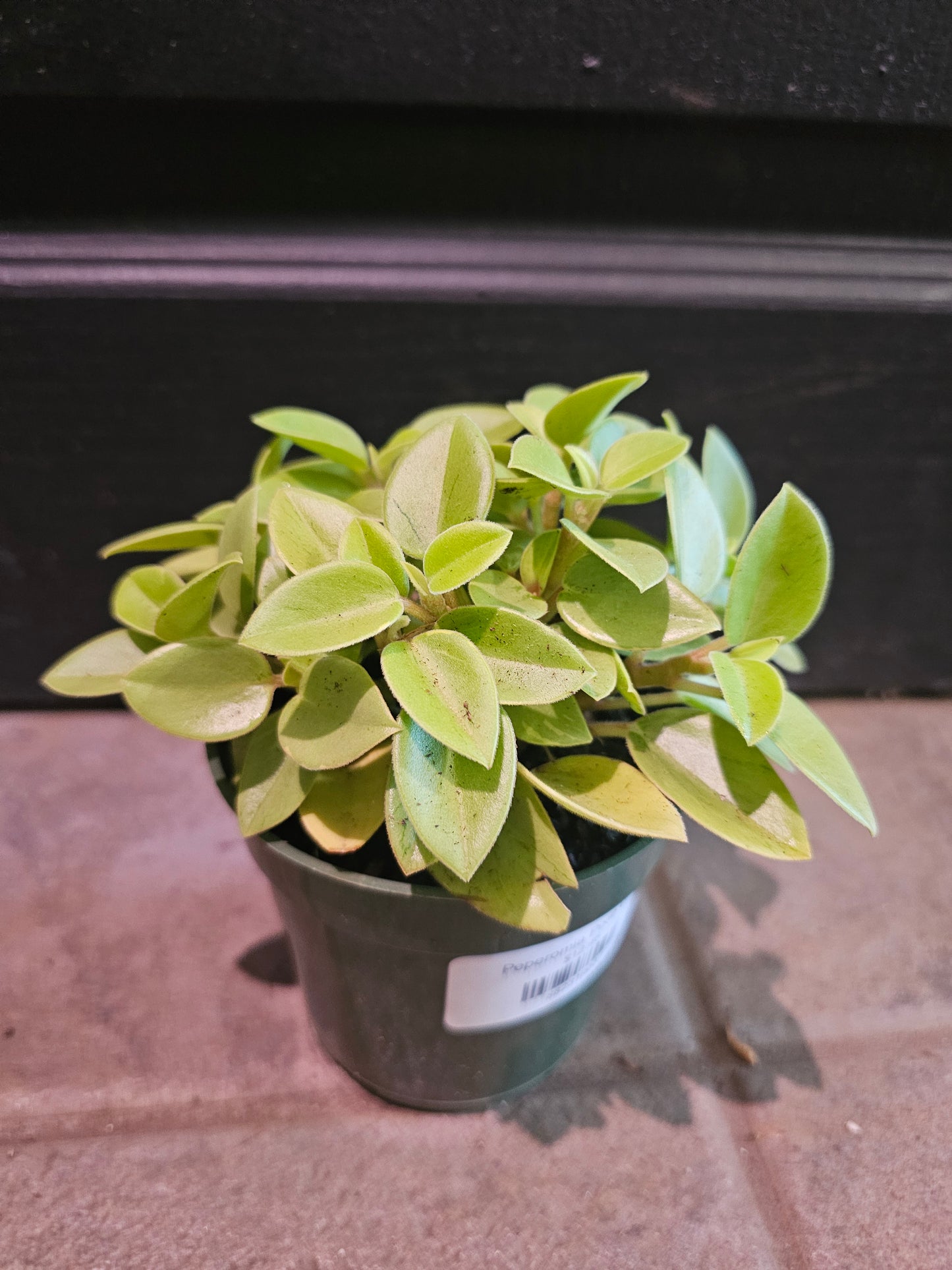 Peperomia Pixie Lime