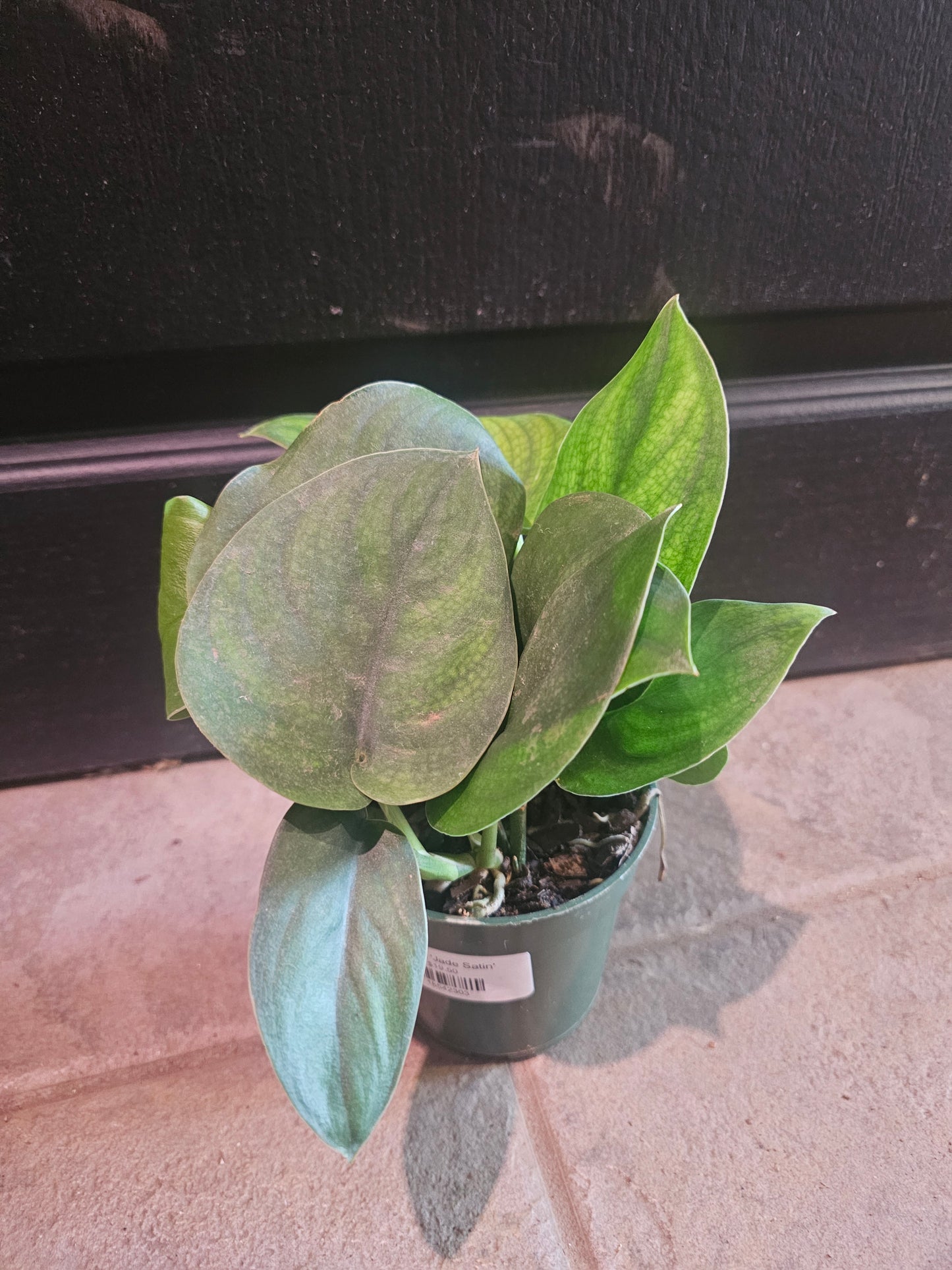 Pothos 'Jade Satin'