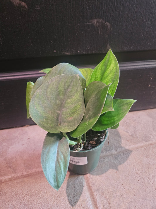 Pothos 'Jade Satin'