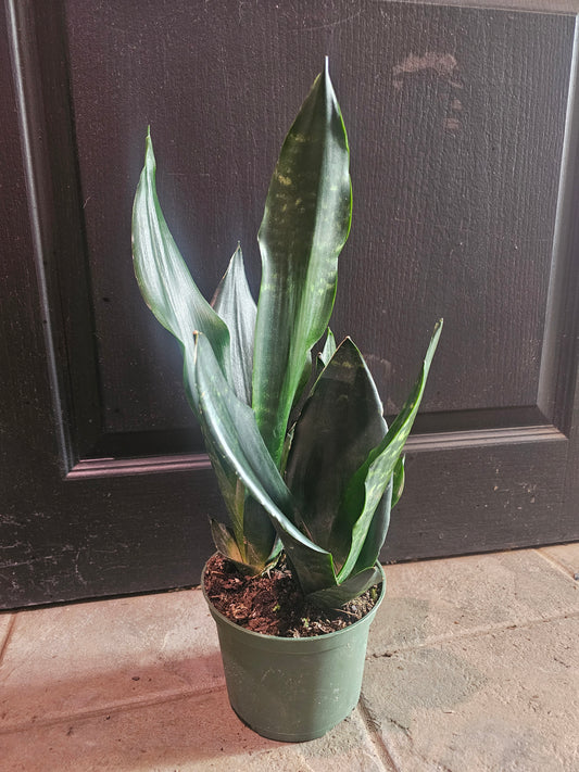 Sansevieria 'Black Dragon'