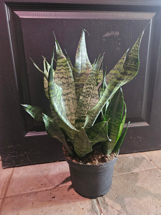 Sansevieria Zeylanica Superba