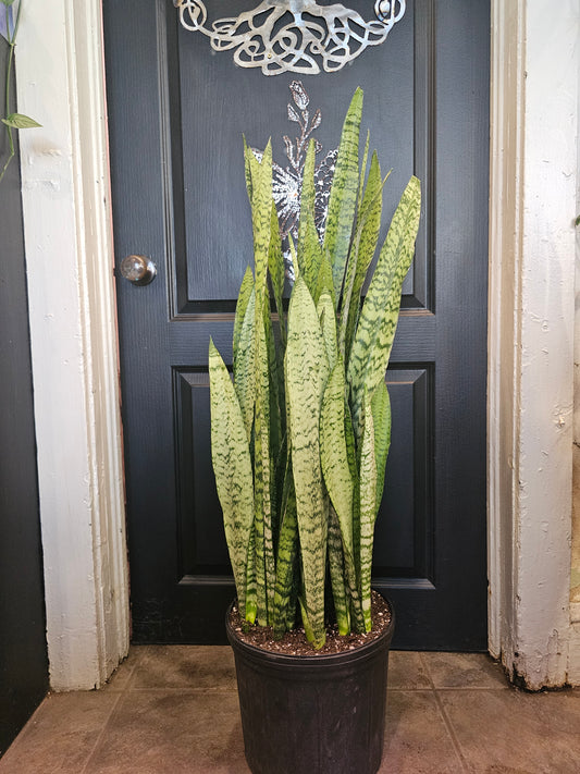 Sansevieria Zeylanica