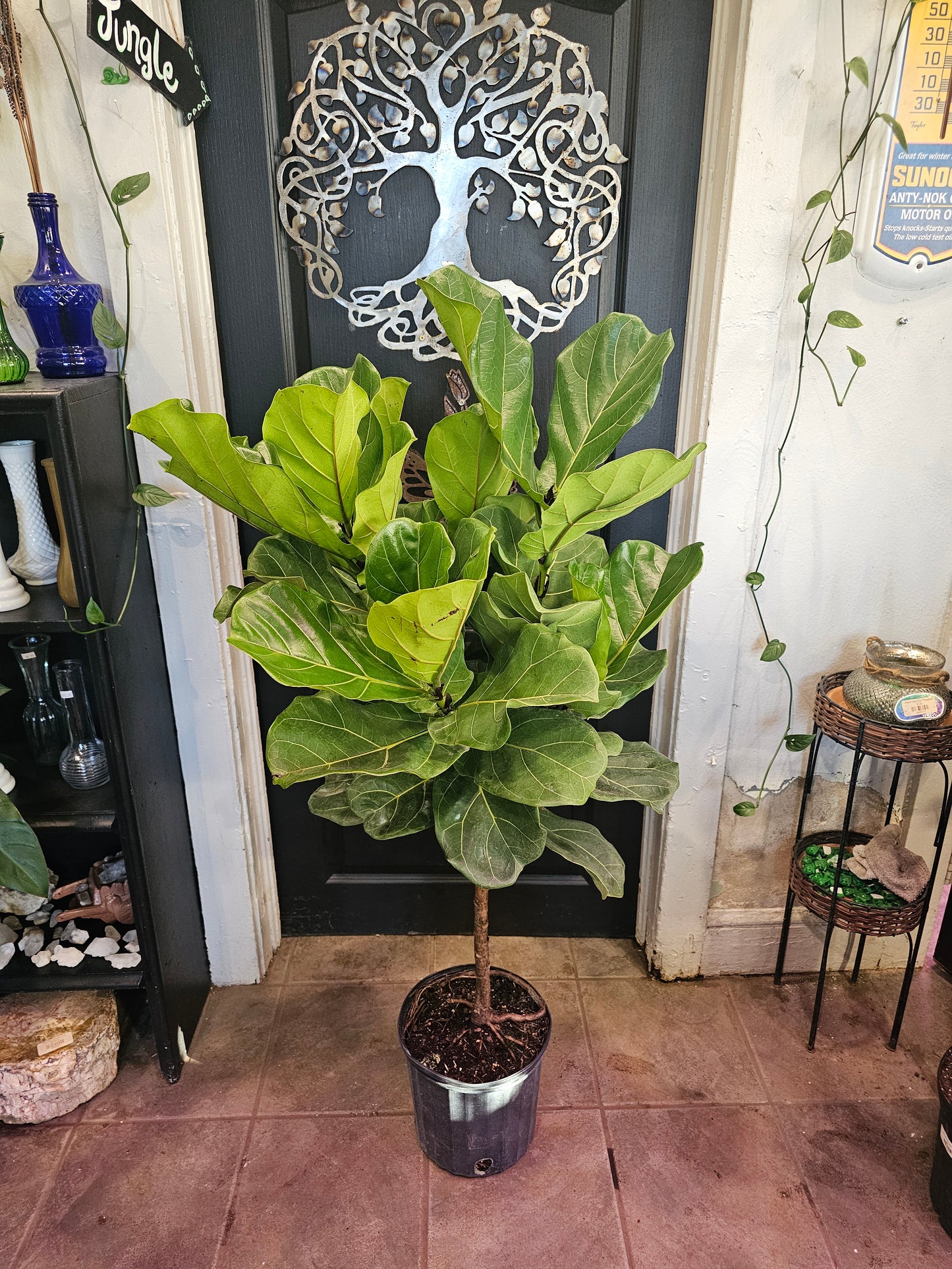 Fiddleleaf Fig