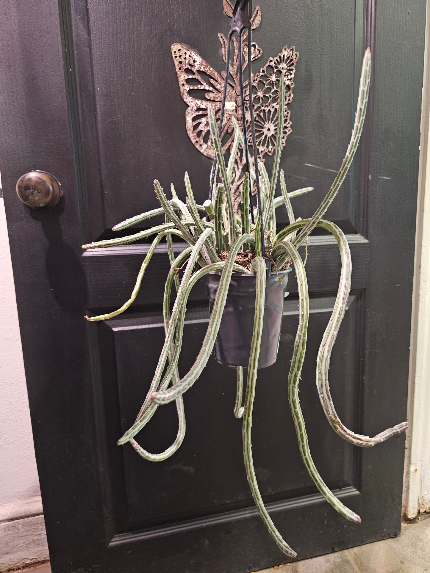 Senecio Stapeliiformis 'Pickle Plant'