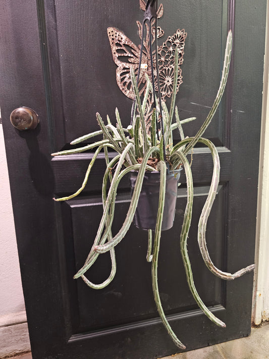 Senecio Stapeliiformis 'Pickle Plant'