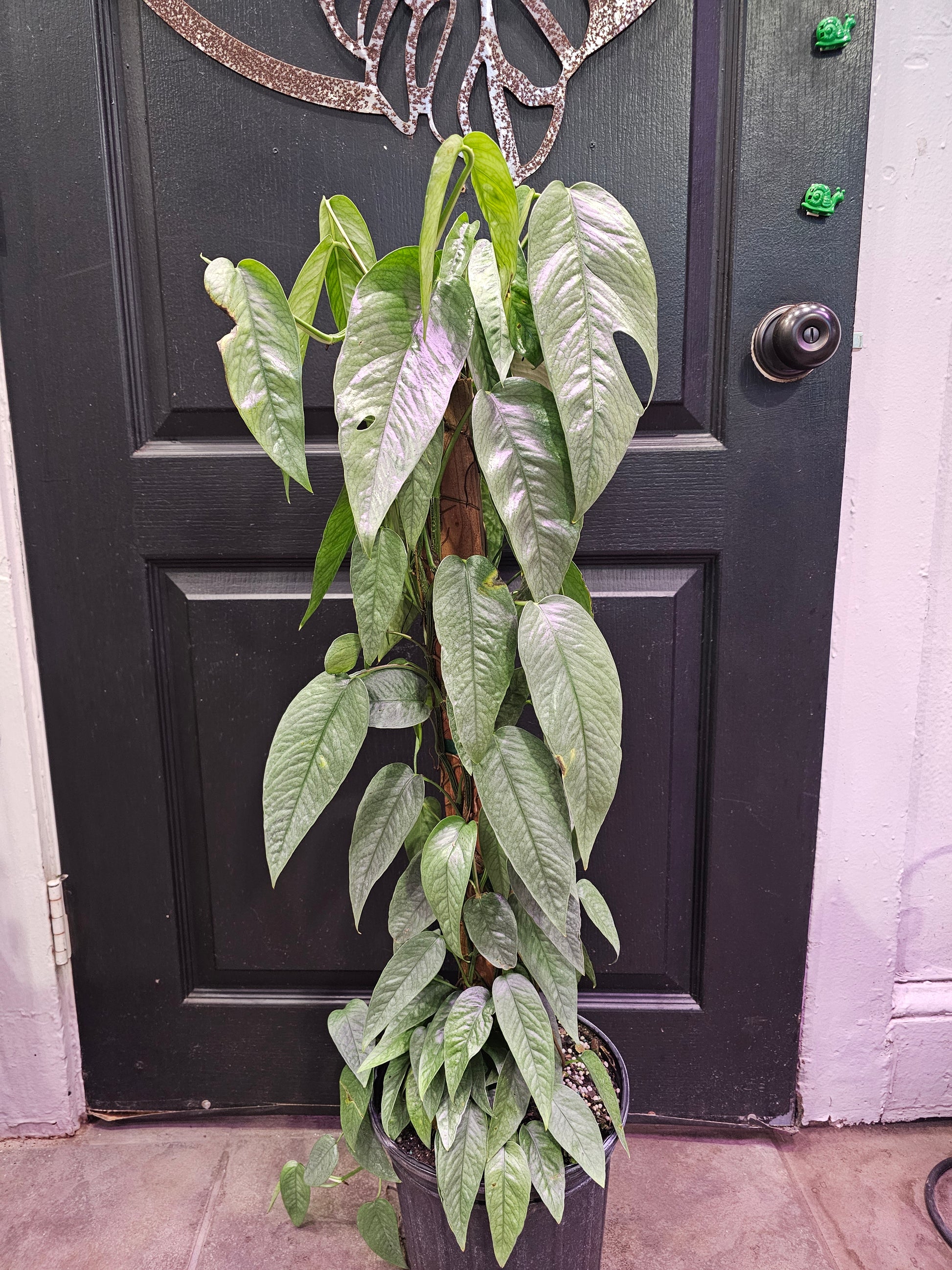 buy cebu blue pothos Cebu Blue Pothos – Chlorophyll
