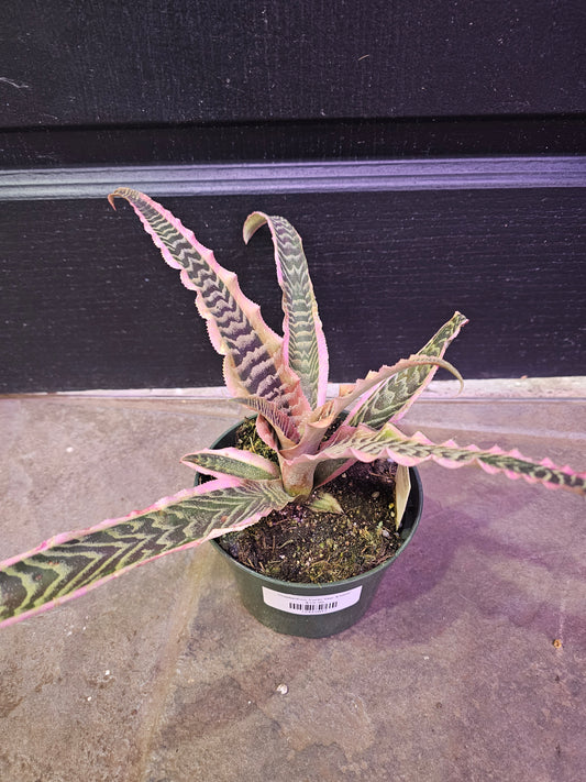 Cryptanthus Earth Star 'Elaine'
