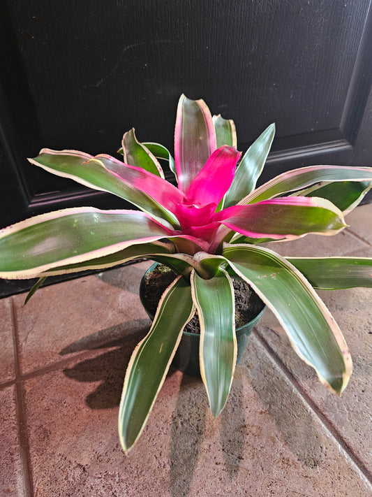 Neoregelia 'Raphael'