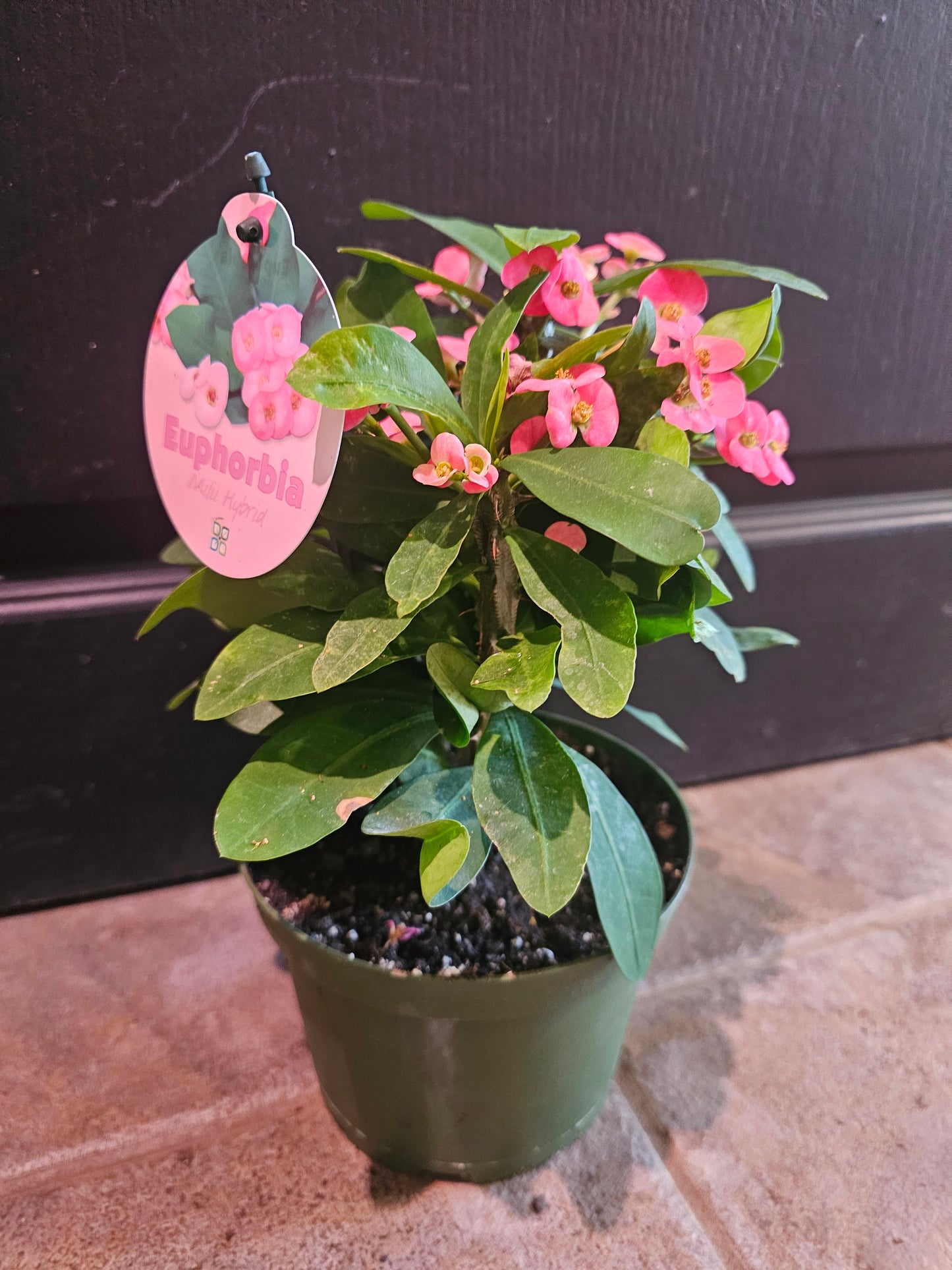 Euphorbia Milii 'Crown-Of-Thorns'