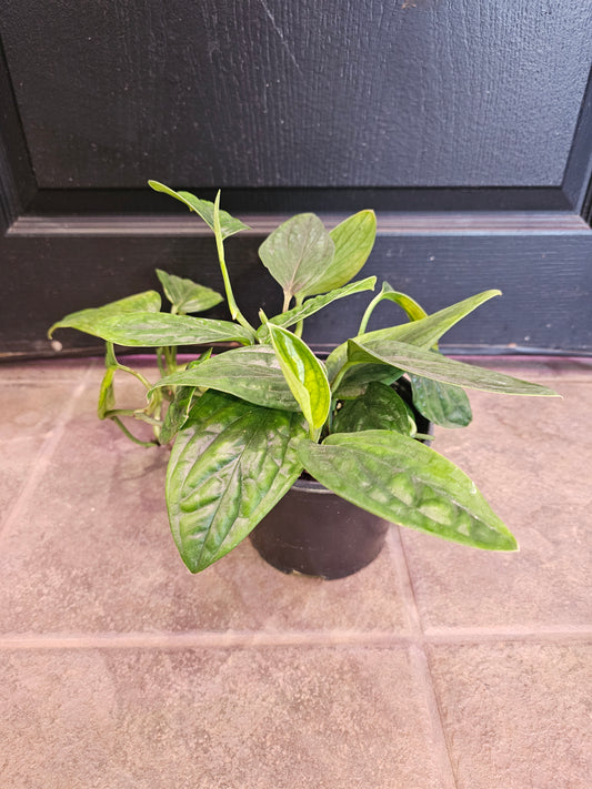 Monstera Peru