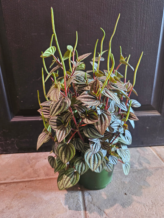Peperomia Albovittata 'Piccolo Banda'