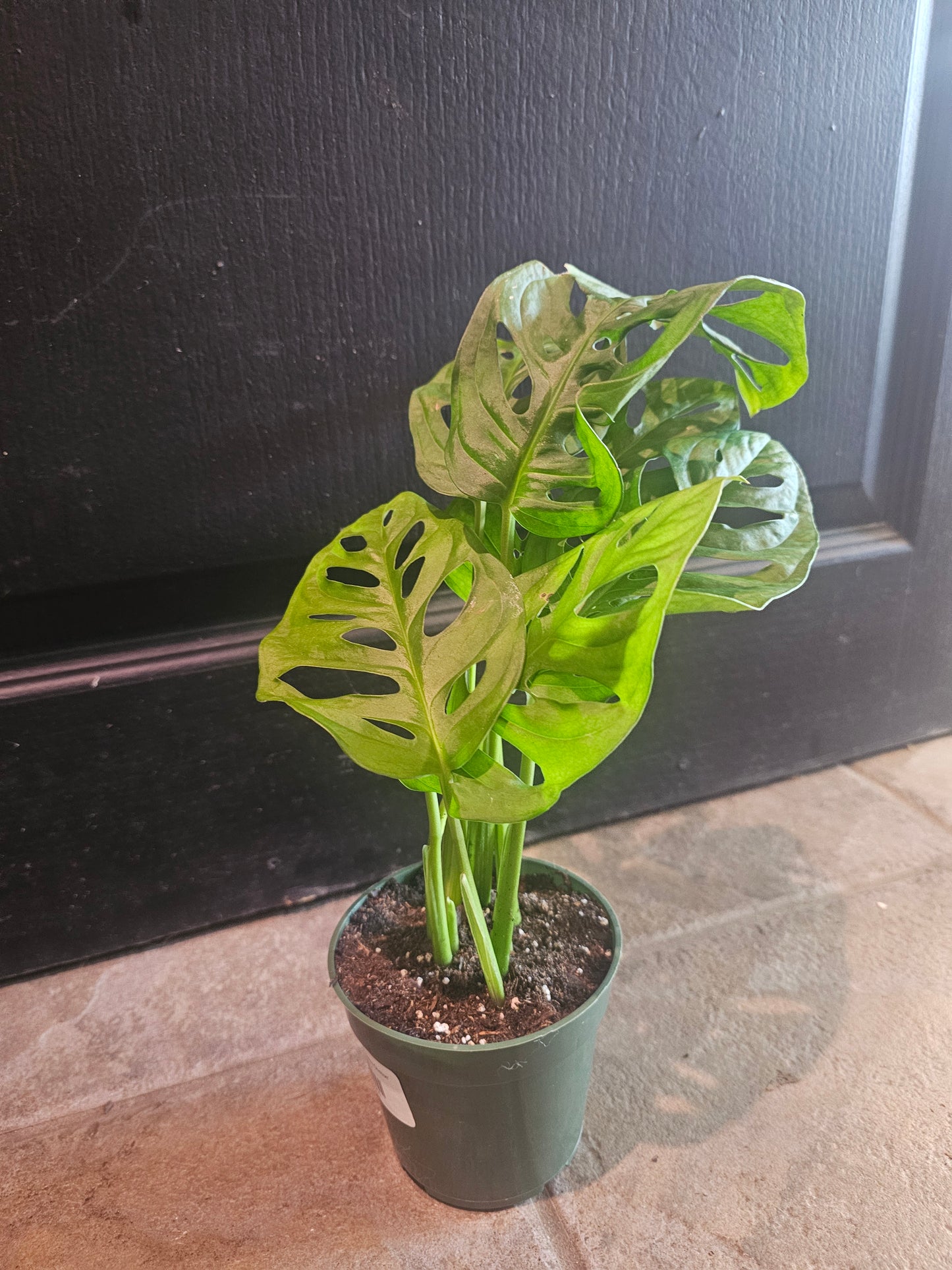 Adansonii Monstera 'Swiss Cheese'