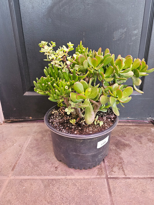 Succulent Mix