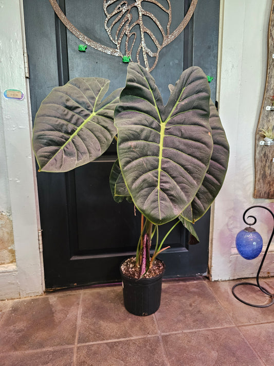 Alocasia Golden Bone