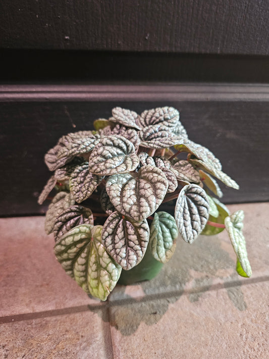 Peperomia 'Burbella'