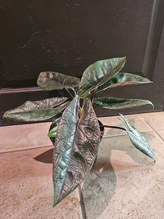 Alocasia Scalprum