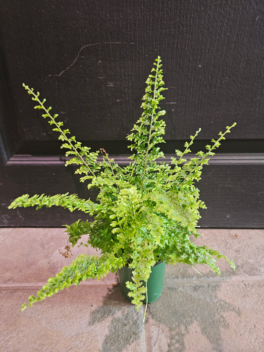 Nephrolepis Exaltata 'Green Fantasy' Fern