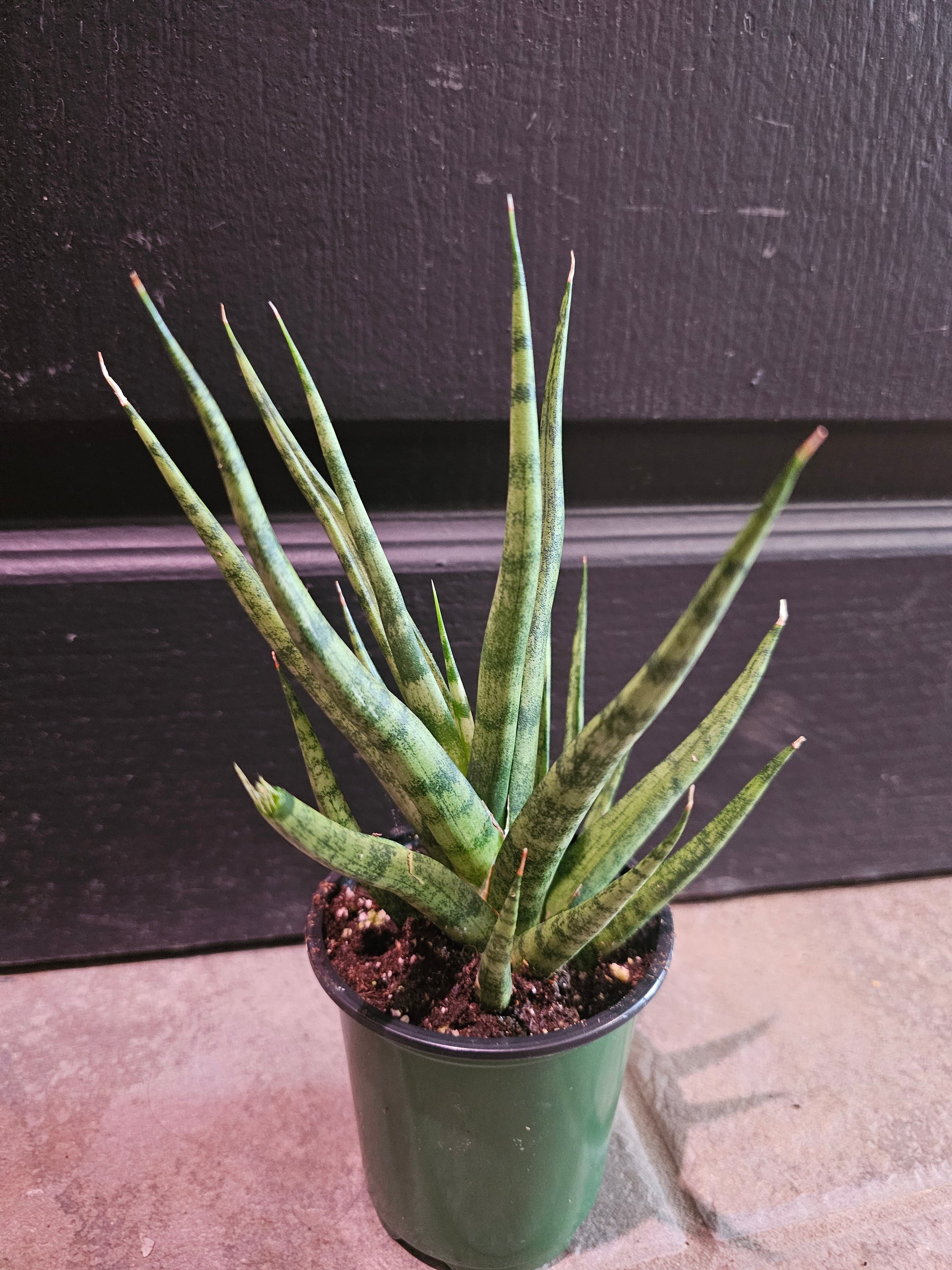 sansevieria francisii Sansevieria Francisii – Chlorophyll