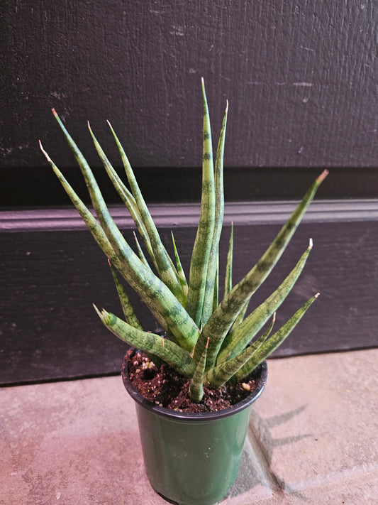Sansevieria Francisii