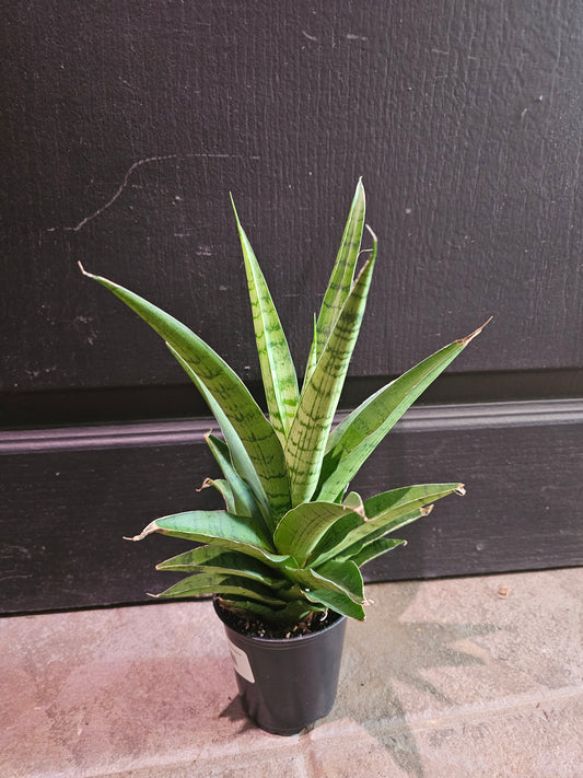 Sansevieria Trifiaciata 'Pineapple'