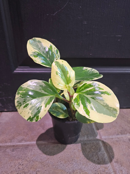Peperomia Obtusifolia 'Marble'