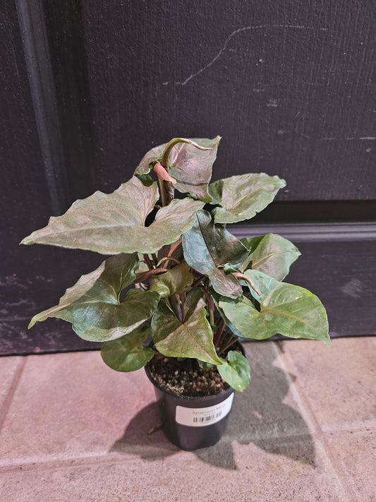 Syngonium Maria