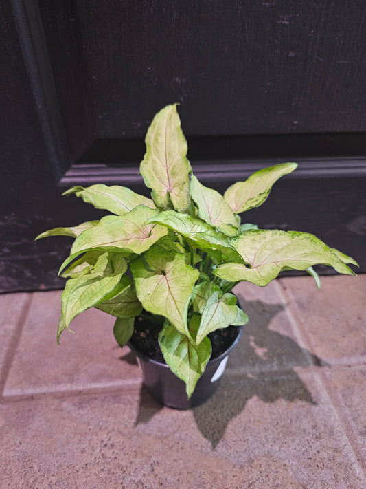 Syngonium Berry Allusion