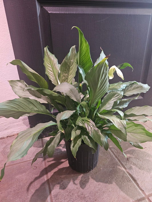 Spathiphyllum Sensation 'Mint'