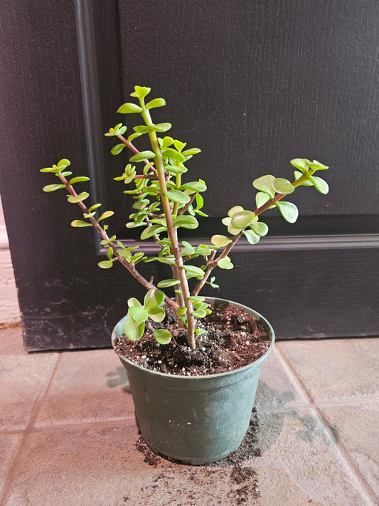 Portulacaria Afra 'Elephant Bush'