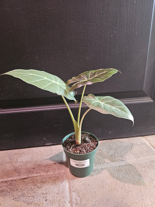 Alocasia 'Mayan Mask'