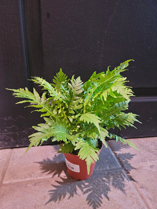 Silver Lady Fern