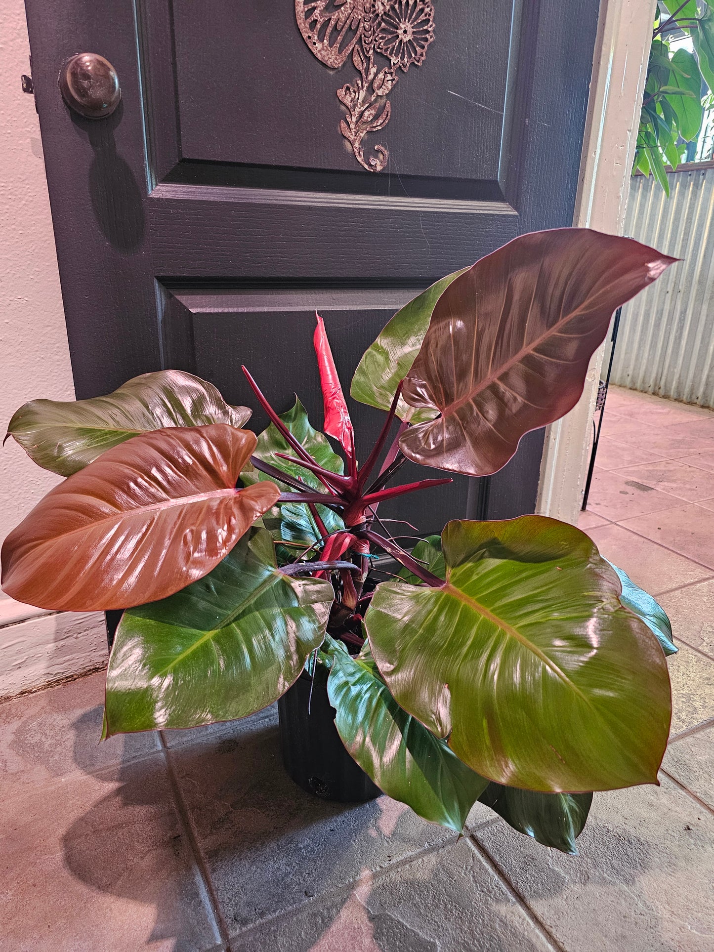 Philodendron Imperial Red