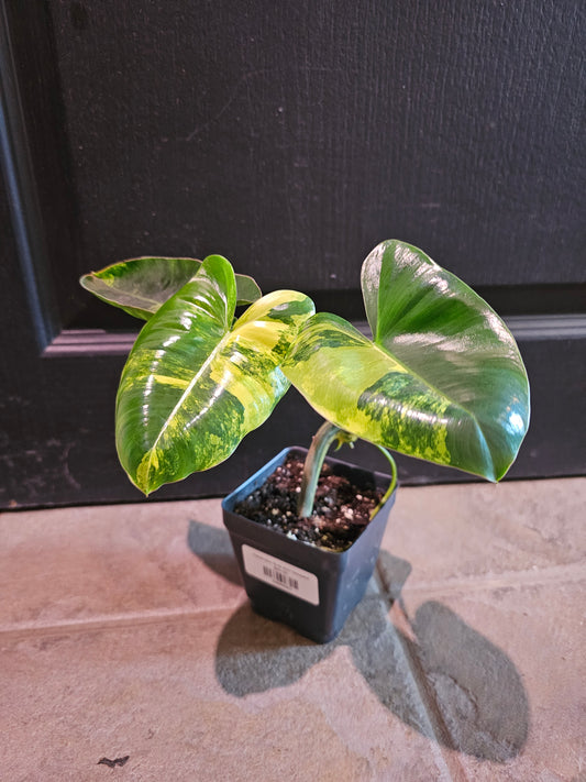 Philodendron 'Burle Marx Variegated'