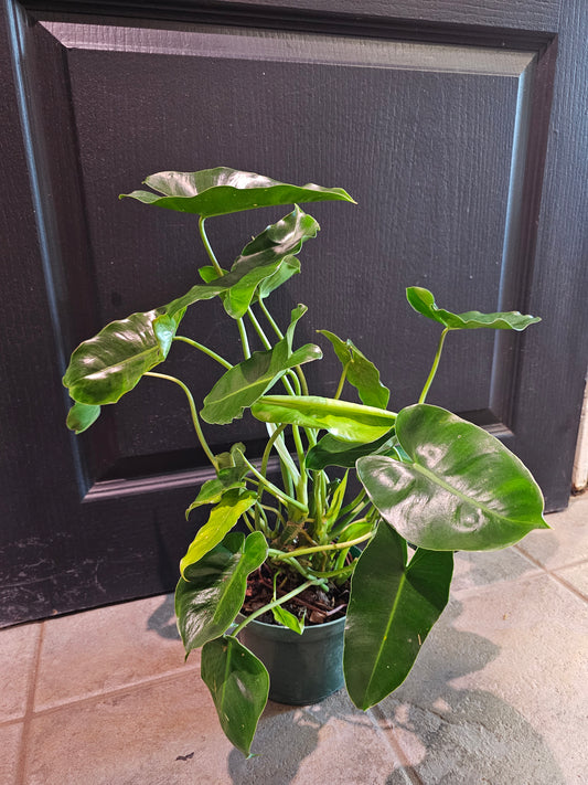 Philodendron 'Burle Marx'