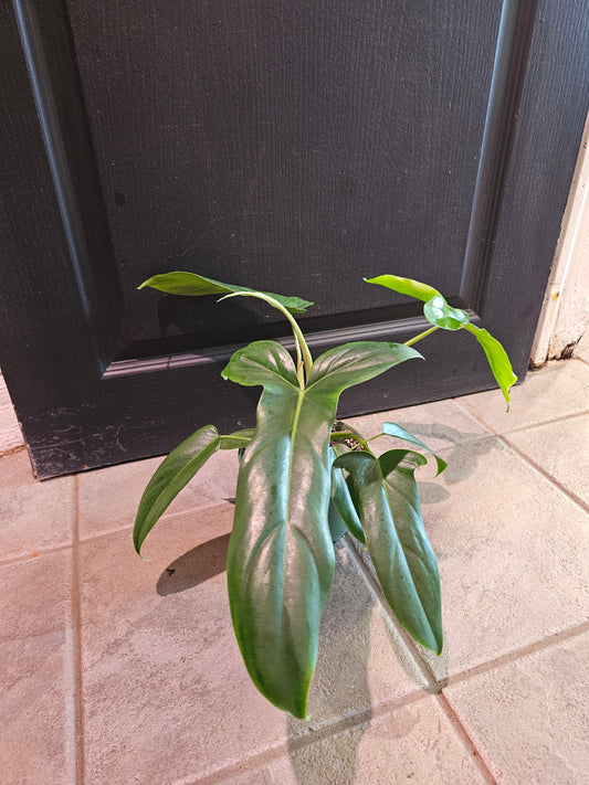 Philodendron Bette Waterbury