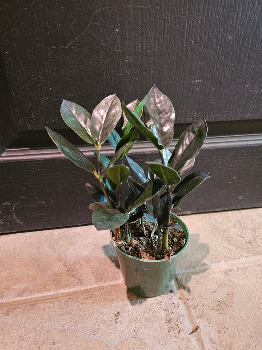Raven ZZ -'Zamioculcas Zamiifolia'