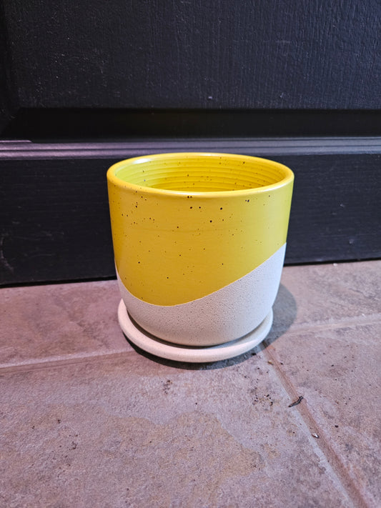Maui w/Saucer Yellow