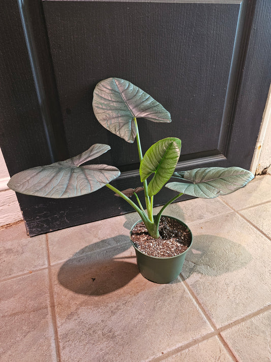 Alocasia Reginae