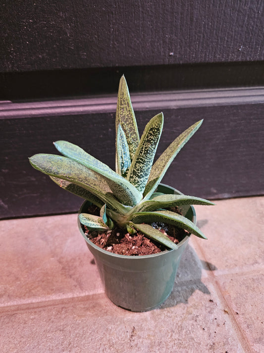 Gasteria 'Little Warty'