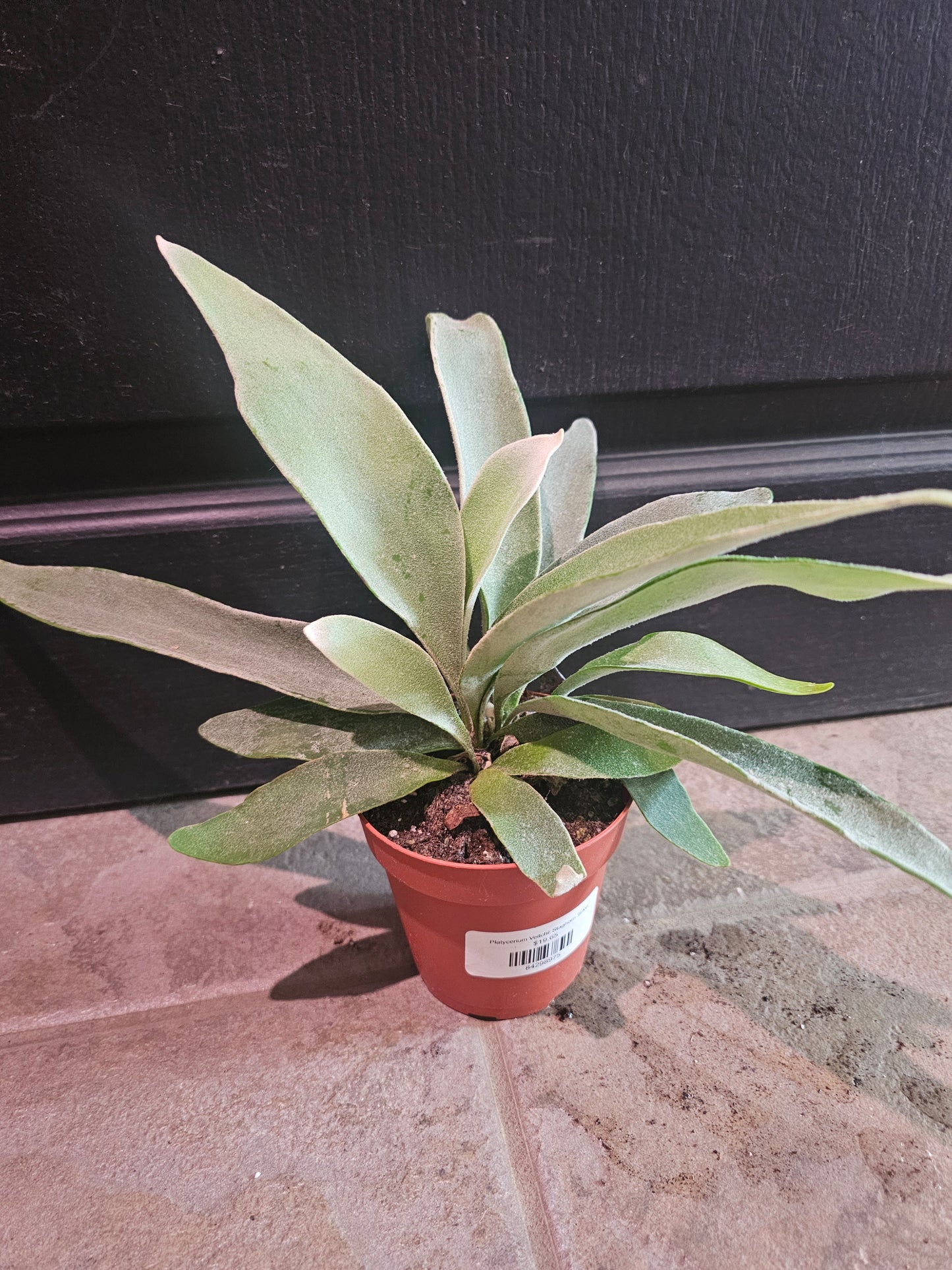 Platycerium Veitchii Staghorn 'Silver'