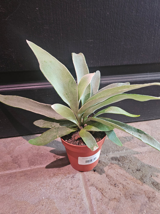 Platycerium Veitchii Staghorn 'Silver'