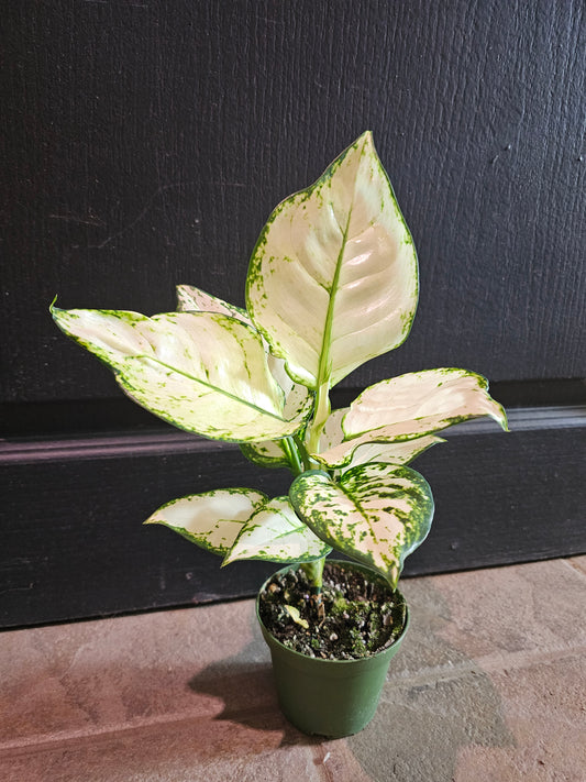 Aglaonema 'Super White'