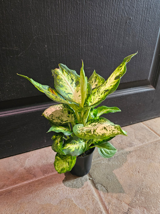 Dieffenbachia 'Amy'