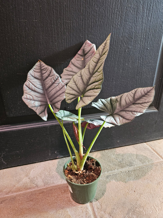 Alocasia 'Nebula Imperialis'