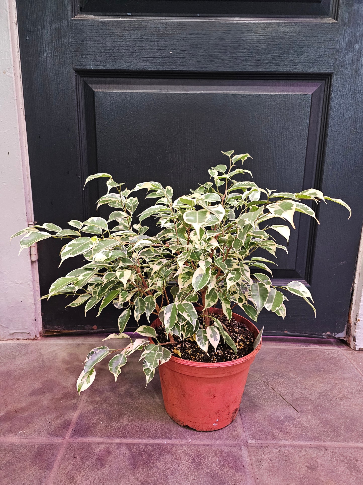 Ficus Benjamina Variegated