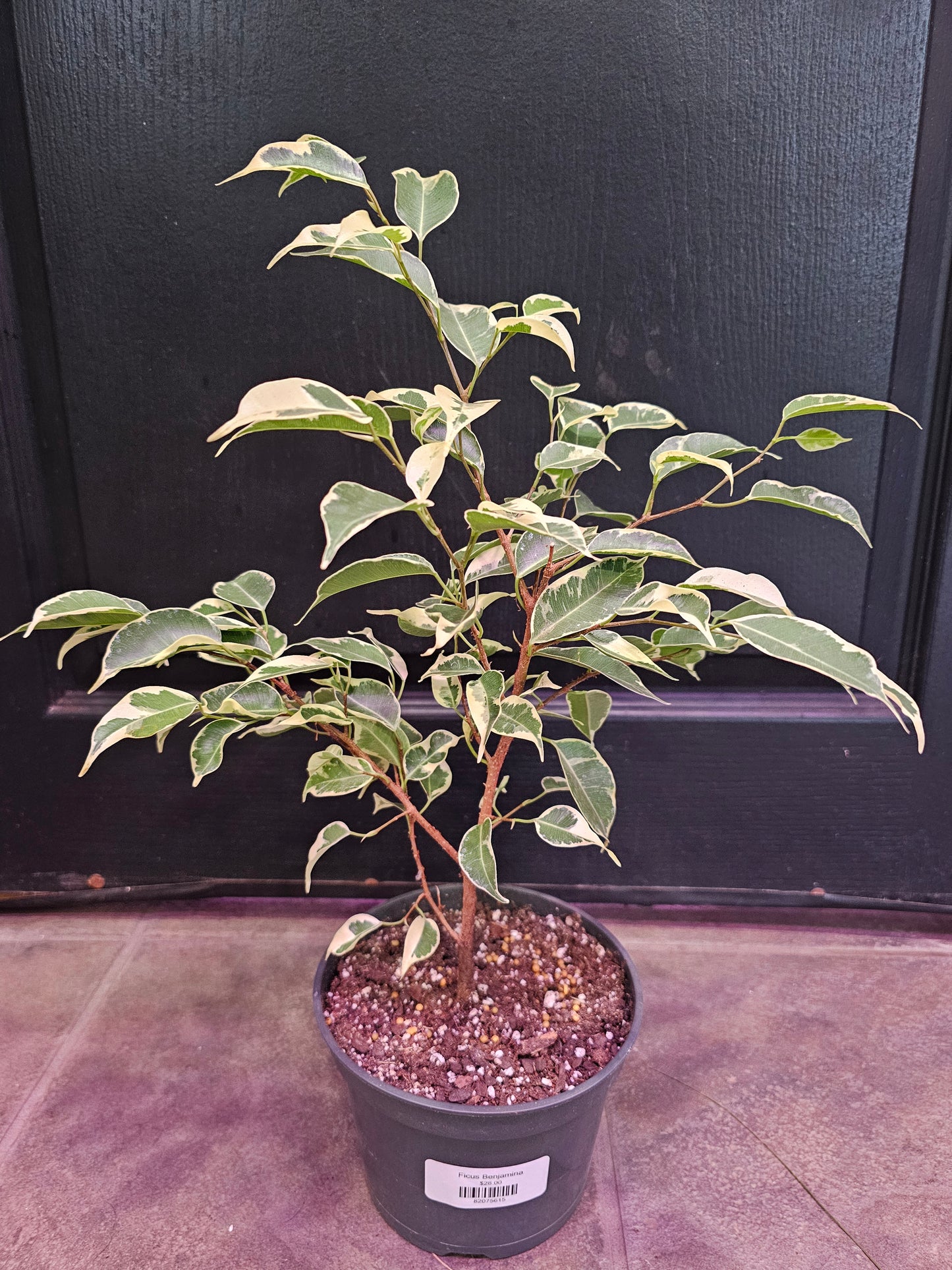 Ficus Benjamina Variegated