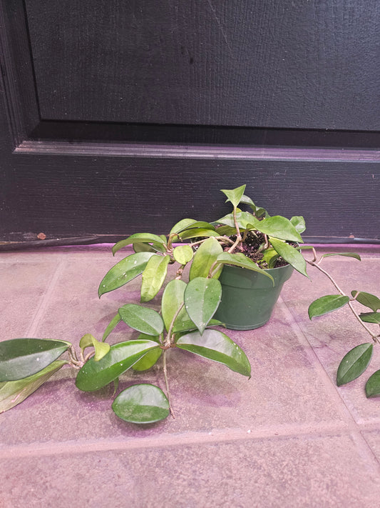 Hoya Carnosa 'Jade'
